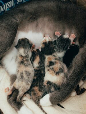 Adorable newborn kittens feeding from their mother cat, close-up shot showcasing maternal care and bonding.