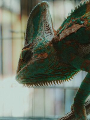 Vivid chameleon in a birdcage at a traditional Bandung market in the morning.
